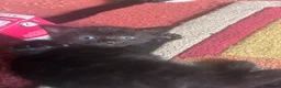 Mixed Breed cats for sale: 5 beautiful kittens  - Advert 8