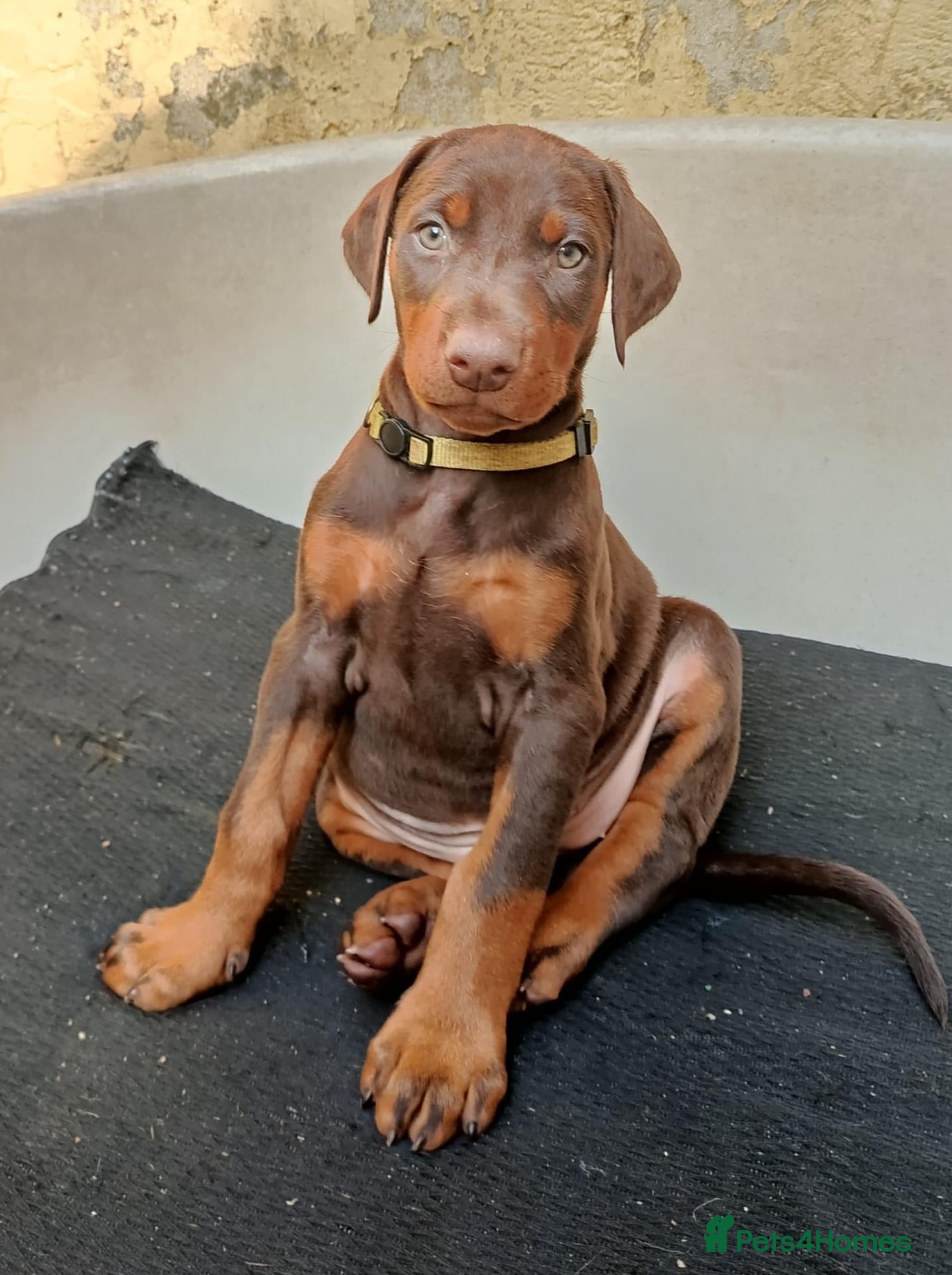 Dobermann dogs Dobermann puppies - Advert 4
