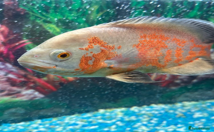 Cichlids fish - Advert 1