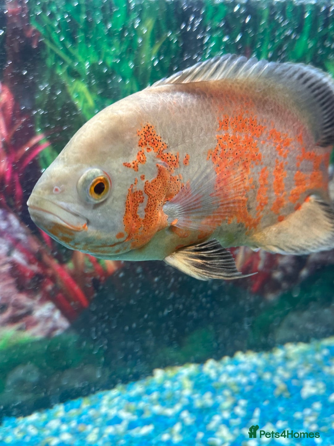 Cichlids fish for sale: Fishes for sale  - Image 1