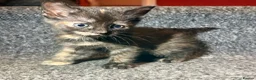 Mixed Breed cats for sale: 5 Mixed Coloured Kittens Available! - Advert 8