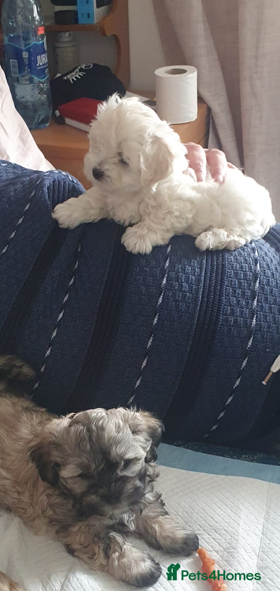 Bichon Frise dogs Available 2 puppy mini bishon frise.  - Advert 1