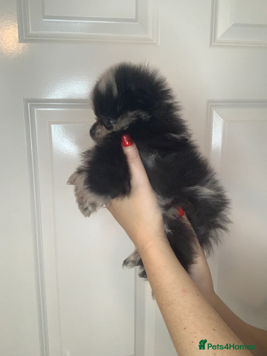 Pomeranian dogs for sale: EXQUISITE POMERANIAN PUPPIES (READY TO LEAVE) - Advert 13