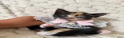 Mixed Breed cats for sale: 6 Adorable Kittens Ready for Their Forever Homes  - Advert 20
