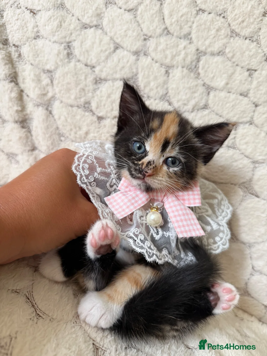 Mixed Breed cats for sale: 6 Adorable Kittens Ready for Their Forever Homes  - Advert 20