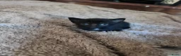 Domestic Shorthair cats for sale: 1 grey, 1 tabby, 2 black ( 1 with white markings)  - Advert 5