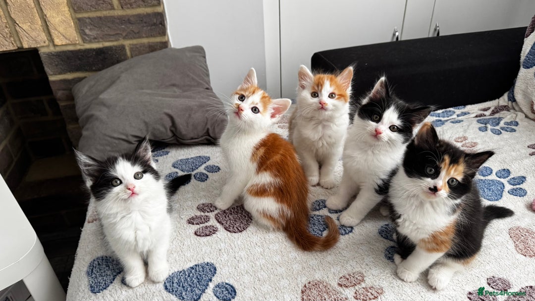 Domestic Shorthair cats for sale: Beautiful and adorable kittens for sale☺️ - Image 2