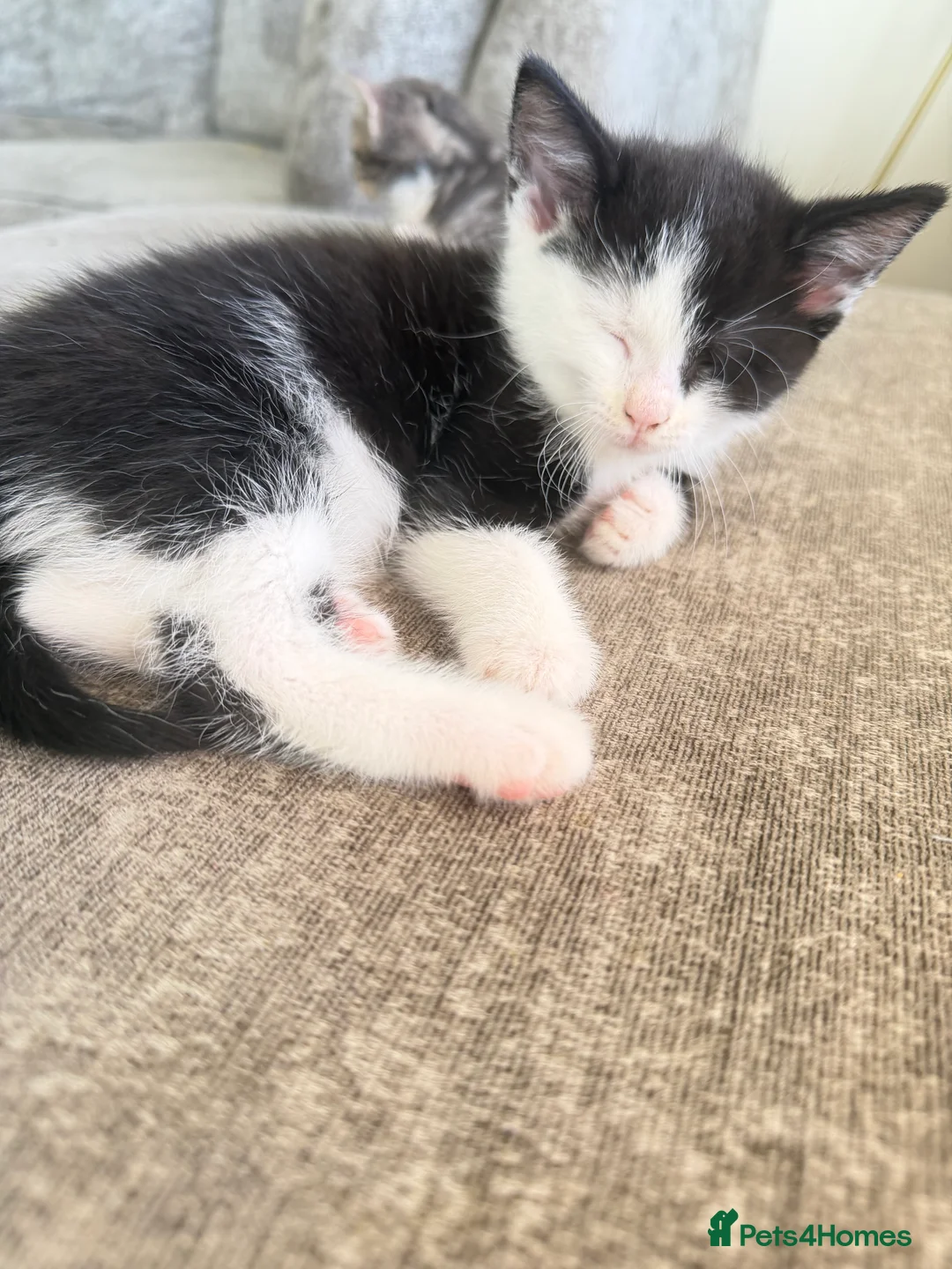 Mixed Breed cats for sale: Black and white kitten  - Advert 2