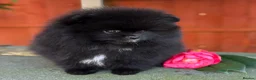 Pomeranian dogs for sale: Teddy bear Black Pomeranian girl - Advert 11