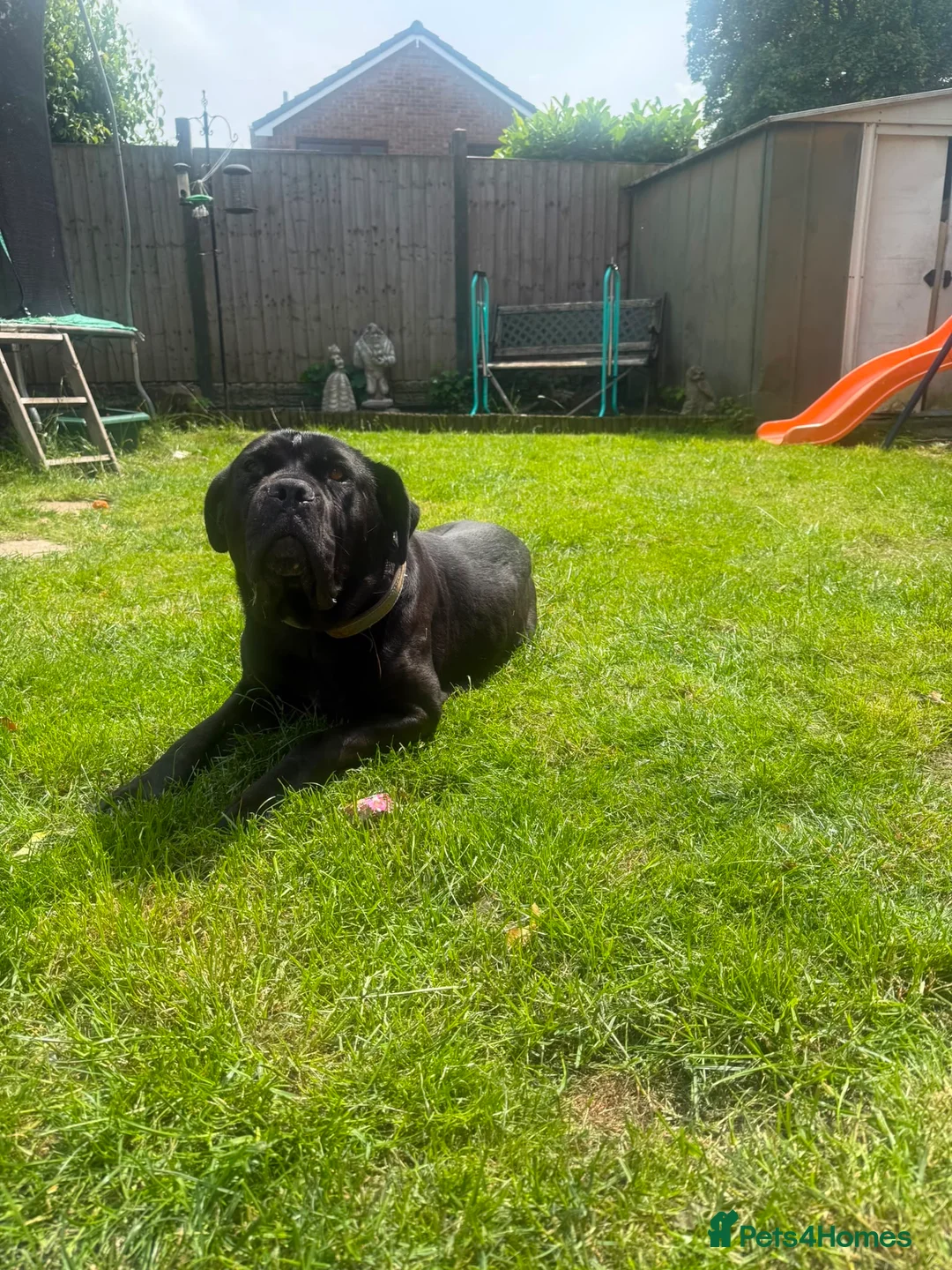 Cane Corso dogs for sale: Female cane corso  - Advert 9