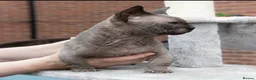 Sphynx cats for stud: Health Tested, Champion Bambino for stud - Advert 3