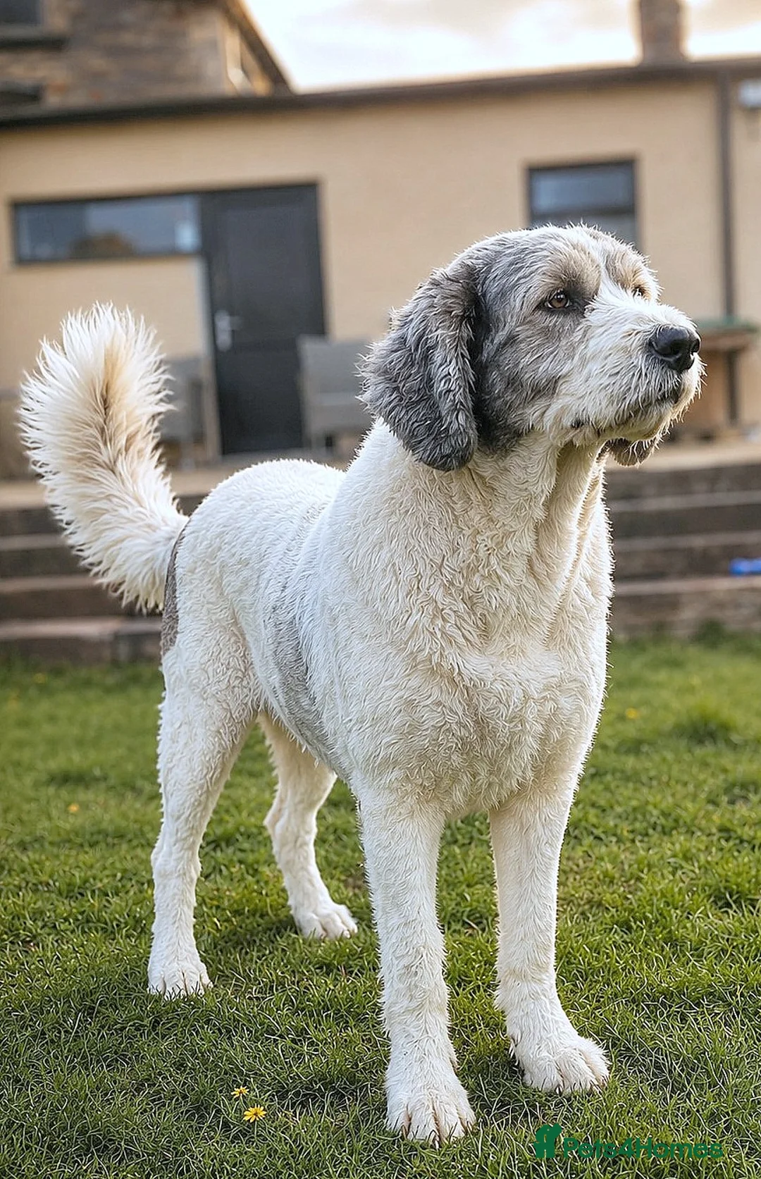 Caucasian Shepherd Dog dogs for adoption: BAILEY, A Gentle Giant Looking for a Second Chance - Advert 1