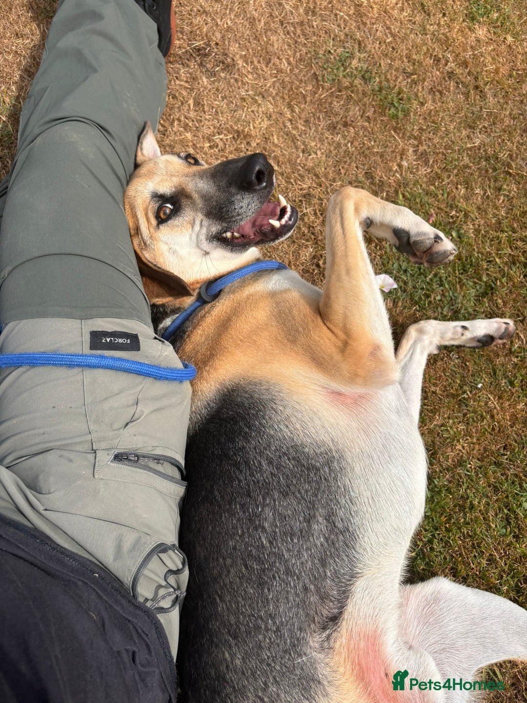 Mixed Breed dogs for adoption: JACK FOR ADOPTION OR FOSTER IN CORNWALL OR DEVON - Image 26