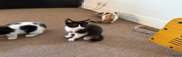 Mixed Breed cats for sale: gorgeous boys in Mansfield - Advert 9
