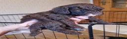 Cockapoo dogs for sale: F1B cockapoo puppies 2 boys 1 girl  - Advert 15