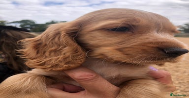 Cocker Spaniel dogs - Advert 1