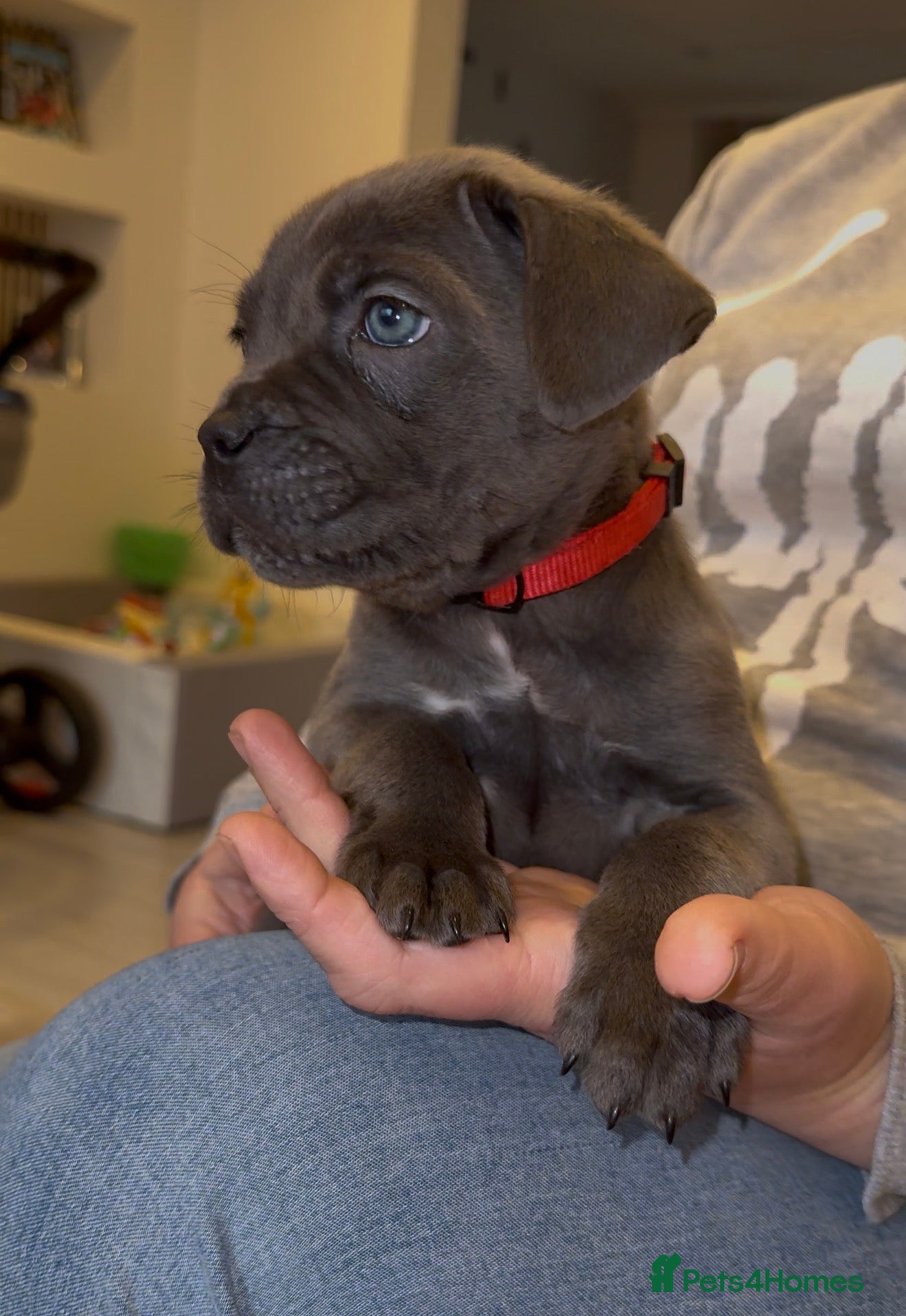 Cane Corso dogs ICF/ICCF Champion 6th GENERATION Cane Corso pups - Advert 2