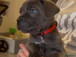 Cane Corso dogs ICF/ICCF Champion 6th GENERATION Cane Corso pups - Advert 2