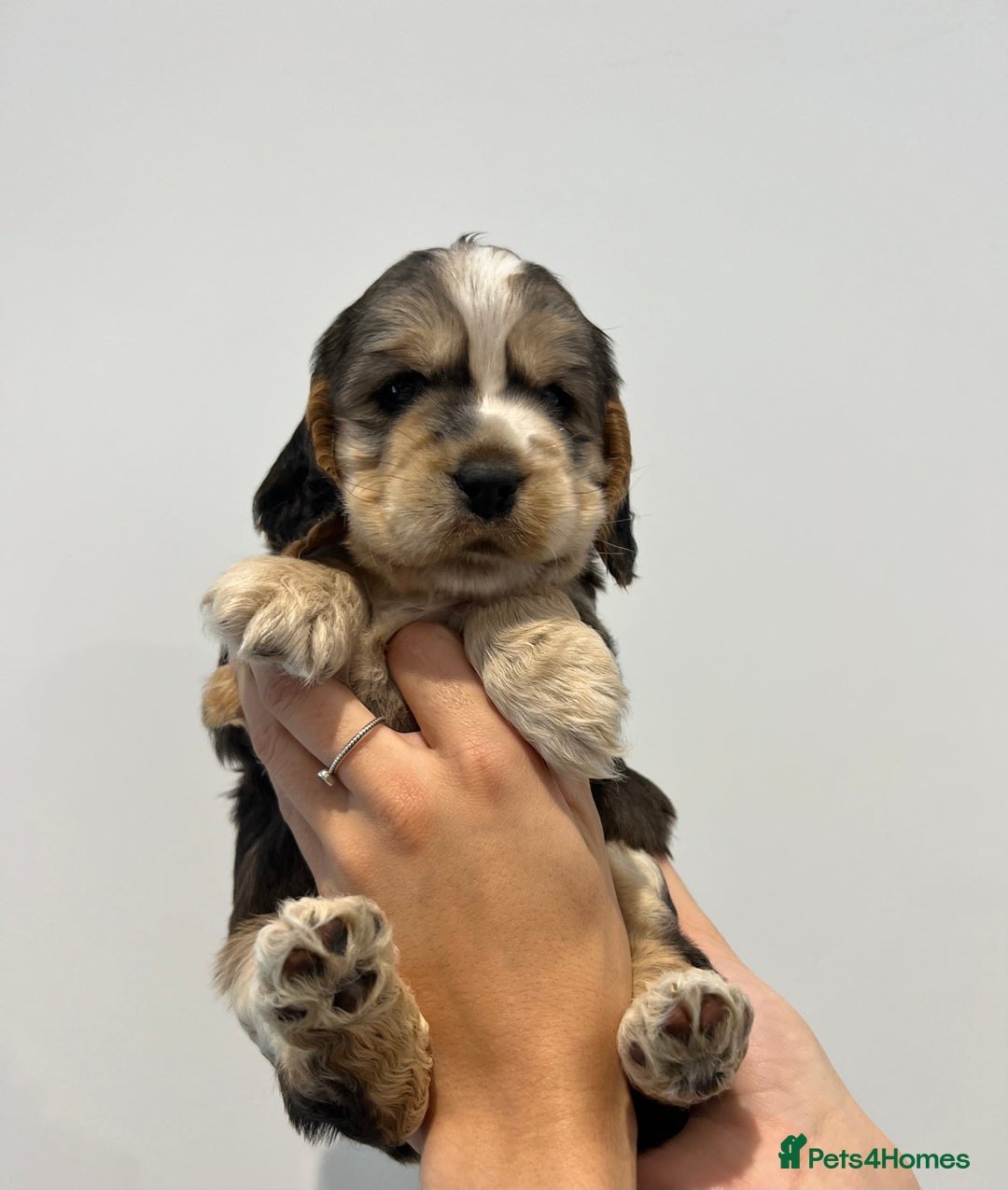 Cocker Spaniel dogs for stud: KC Reg SABLE HEALTH TESTED COCKER SPANIEL - STUD in Bishop's Stortford - Advert 17