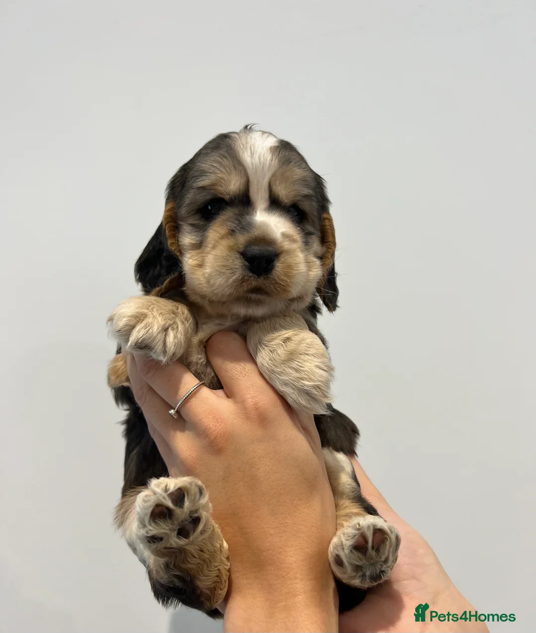 Cocker Spaniel dogs for stud: KC Reg SABLE HEALTH TESTED COCKER SPANIEL - STUD in Bishop's Stortford - Advert 17