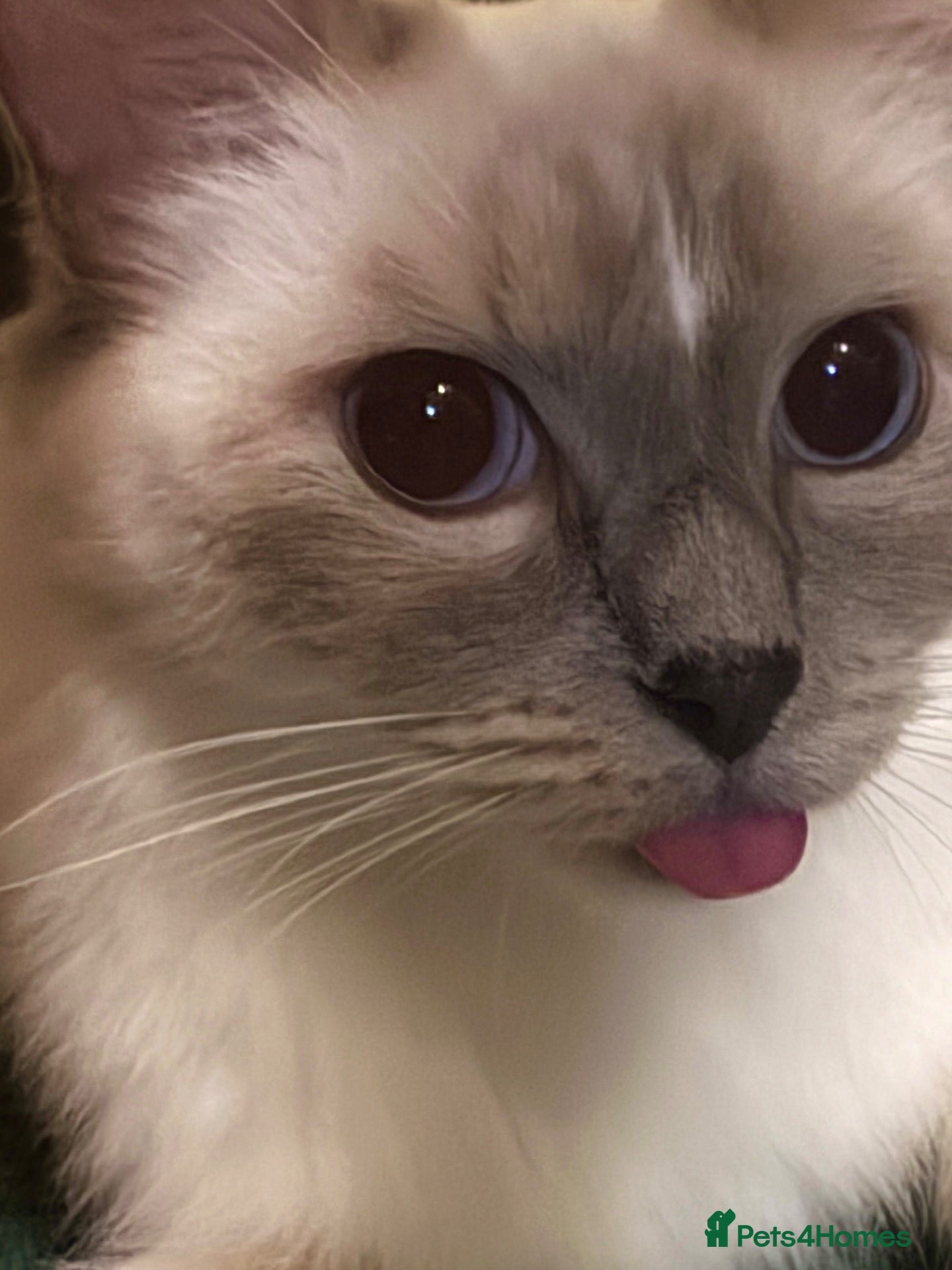 Ragdoll cats Gorgeous Pedigree Ragdoll Kittens  - Advert 2