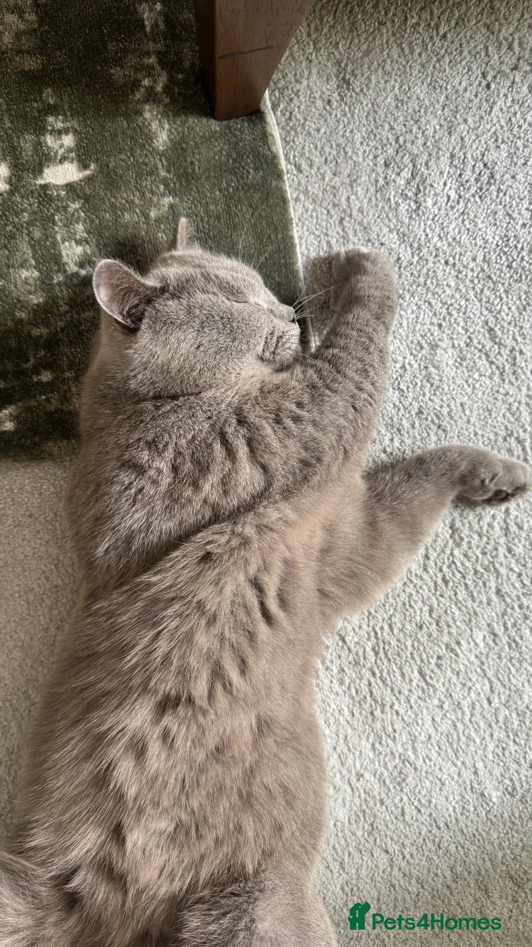British Shorthair cats for sale: Beautiful adult british shorthair  - Advert 2