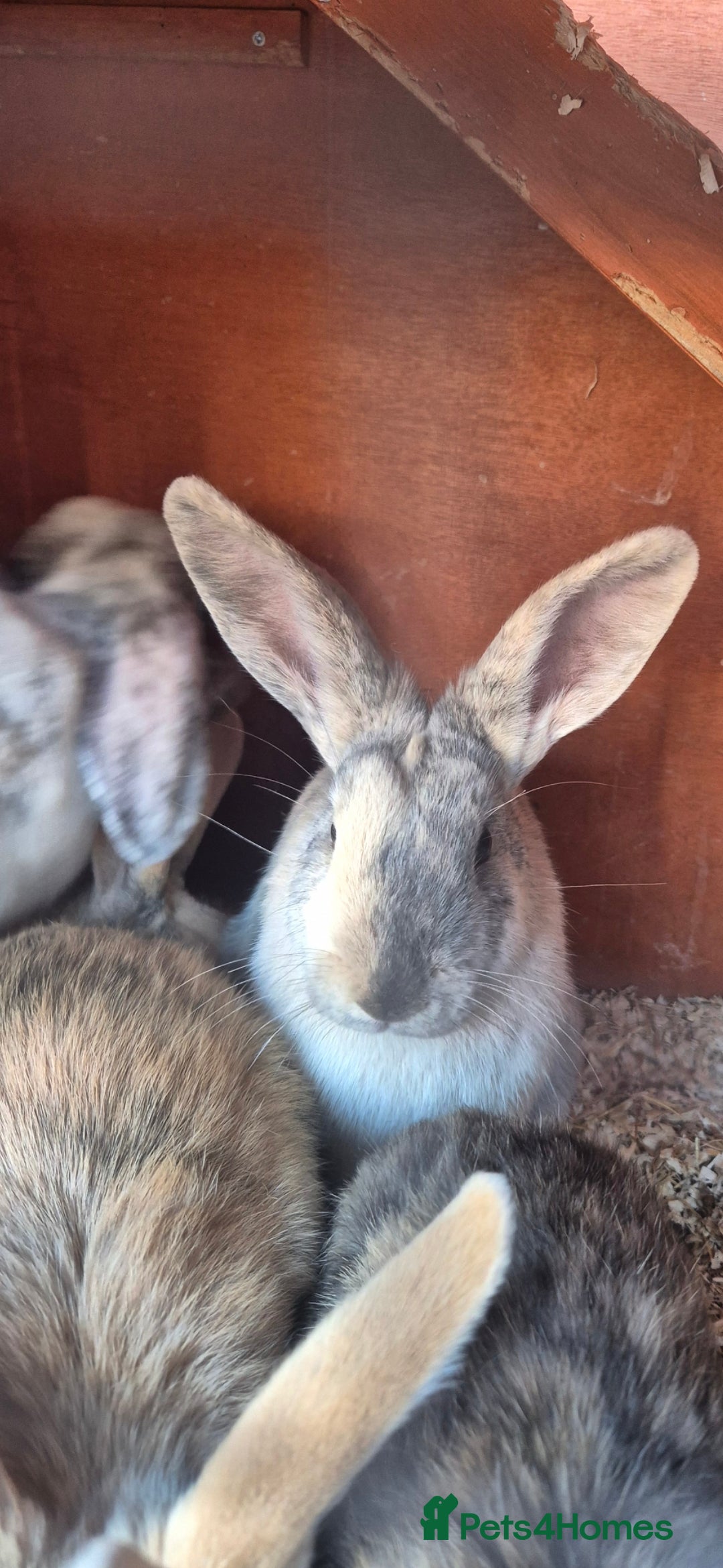 Tan rabbits for sale: Friendly rabbits £30 in Stoke-on-Trent - Image 2