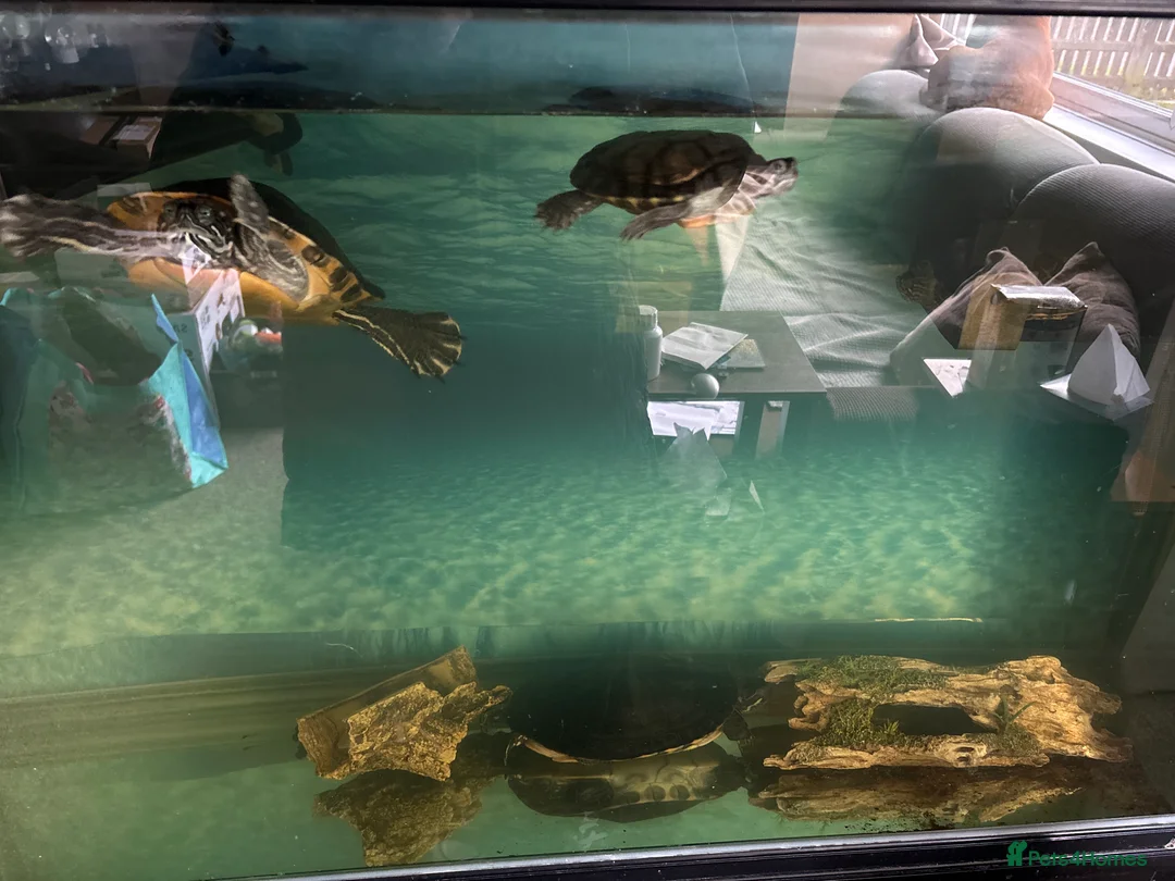 Turtle reptiles for sale: Turtles and tank included - Advert 1