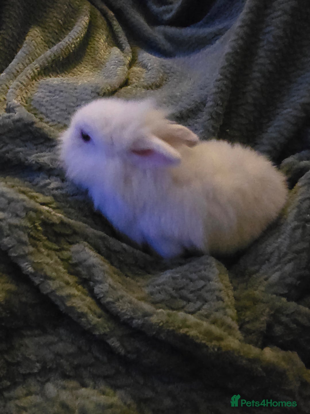 Mixed Breed rabbits for sale: Rabbits for sale.  - Advert 18