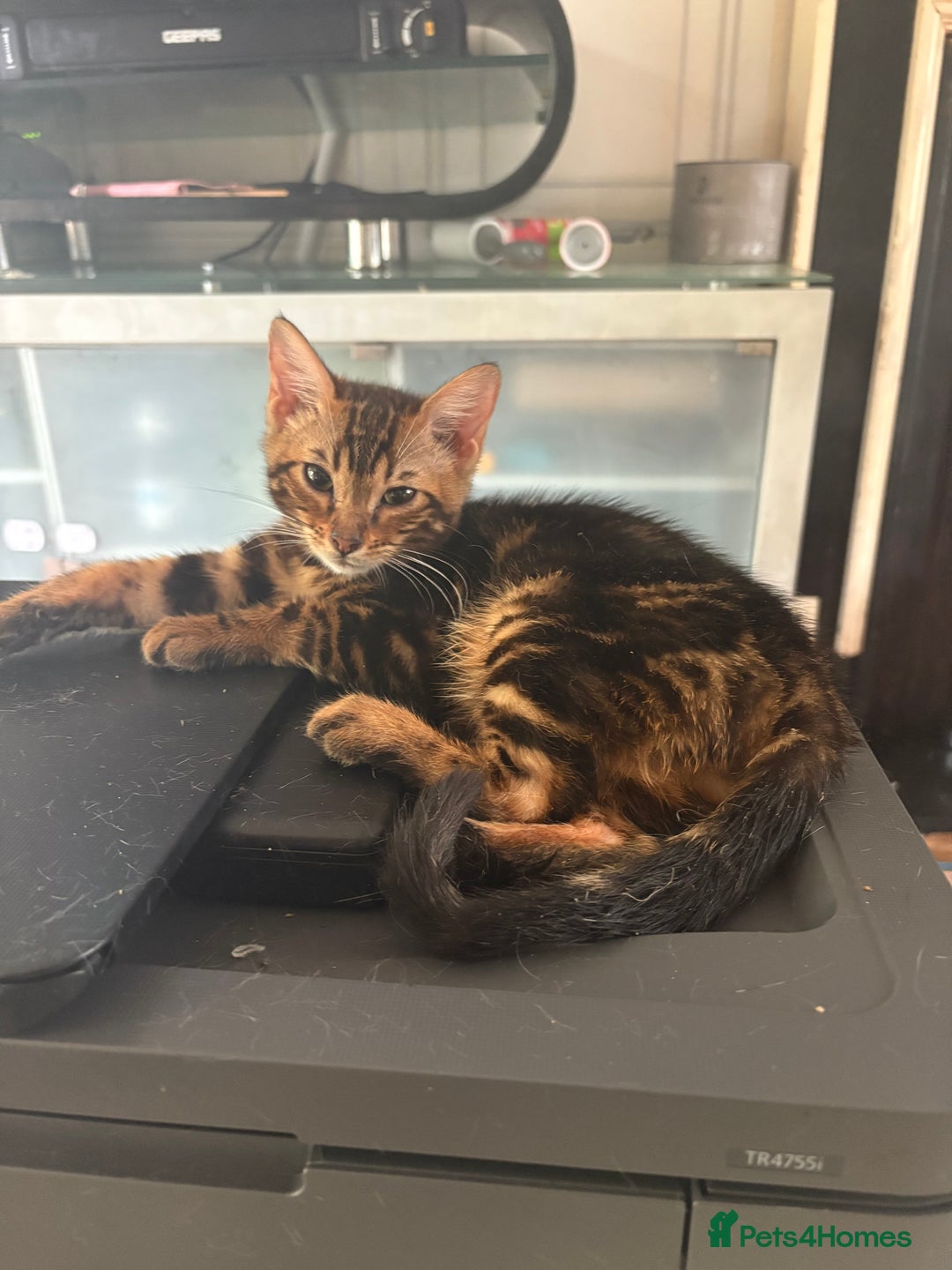 Bengal cats for sale: Bengal kittens tegistered - Image 3