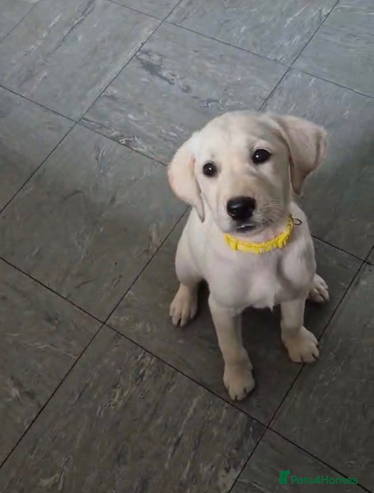 Goldador dogs Goldador - Advert 5