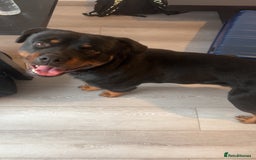 Rottweiler dogs for sale: Rottweiler  - Image 2