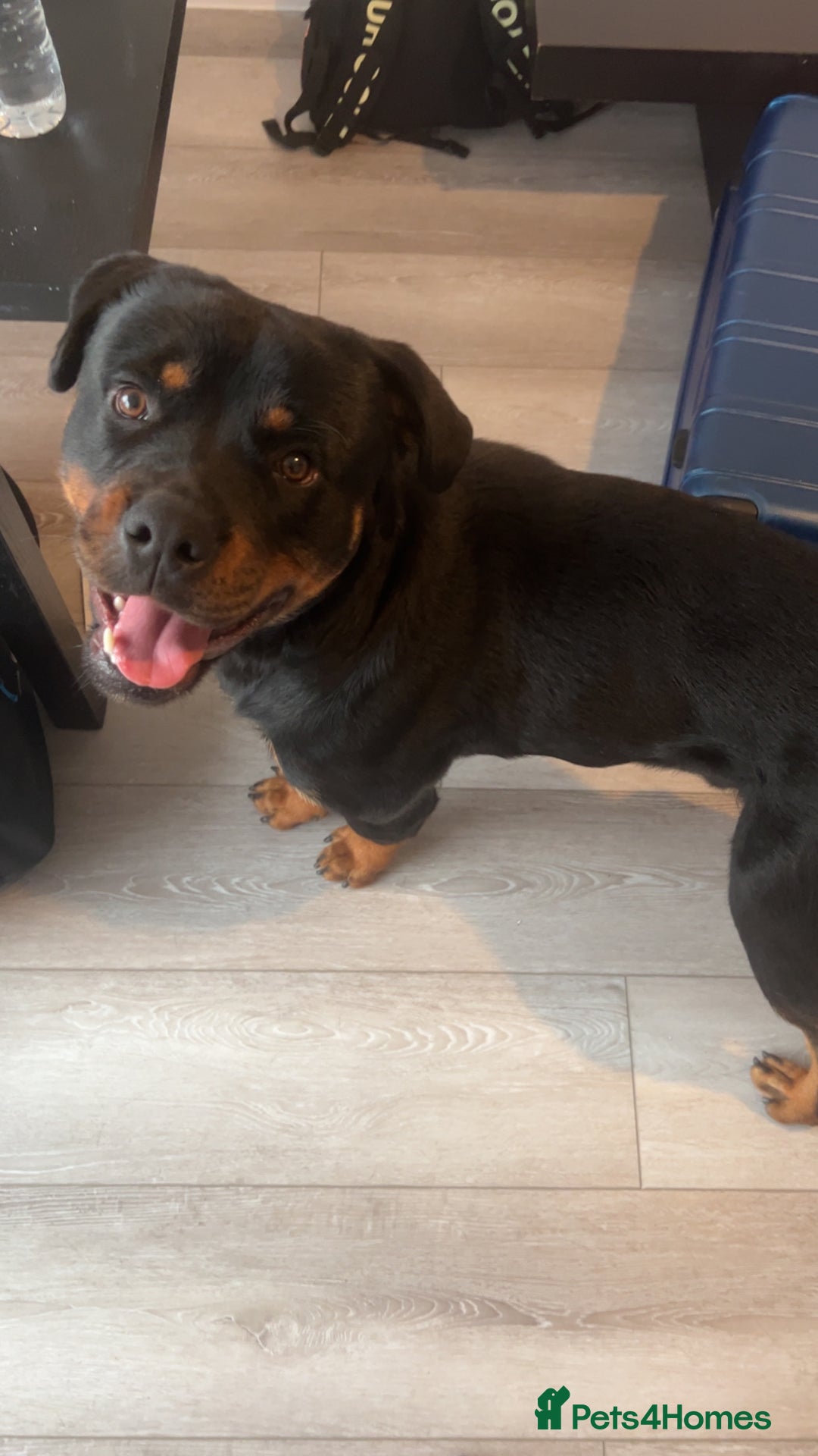 Rottweiler dogs for sale: Rottweiler  - Image 2