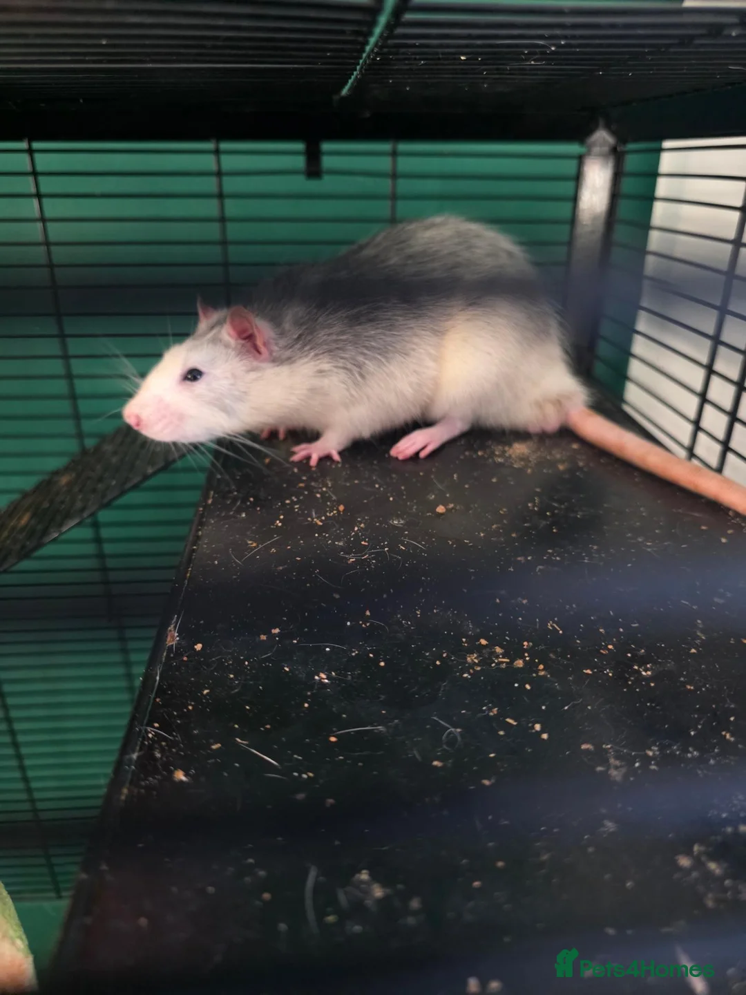 Rat rodents for sale: Two gorgeous male rats for sale.  - Advert 3