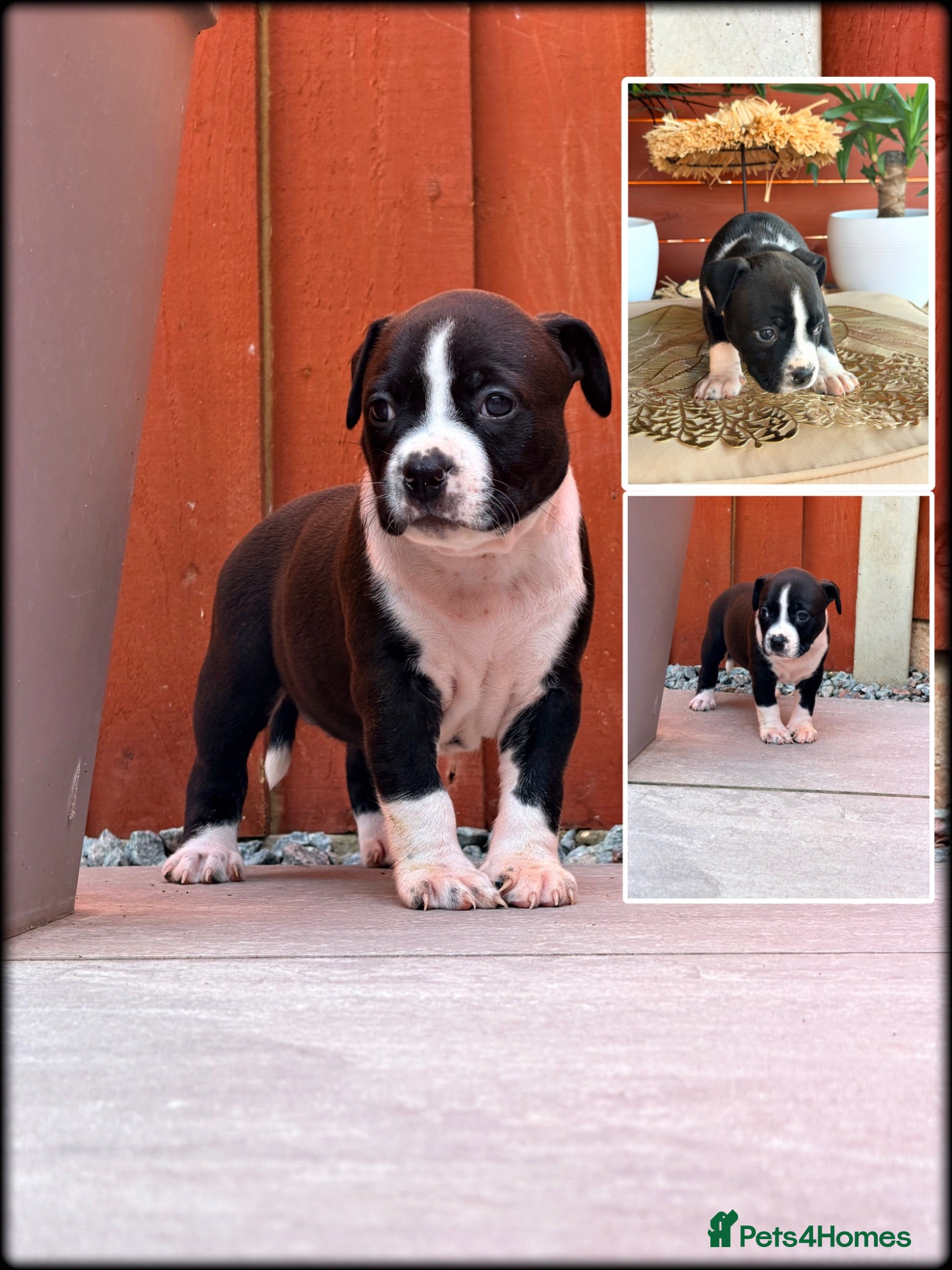 Staffordshire Bull Terrier dogs ONLY 2 LEFT❗️❗️❗️Staffordshire Bull Terrier 🐶 - Advert 2