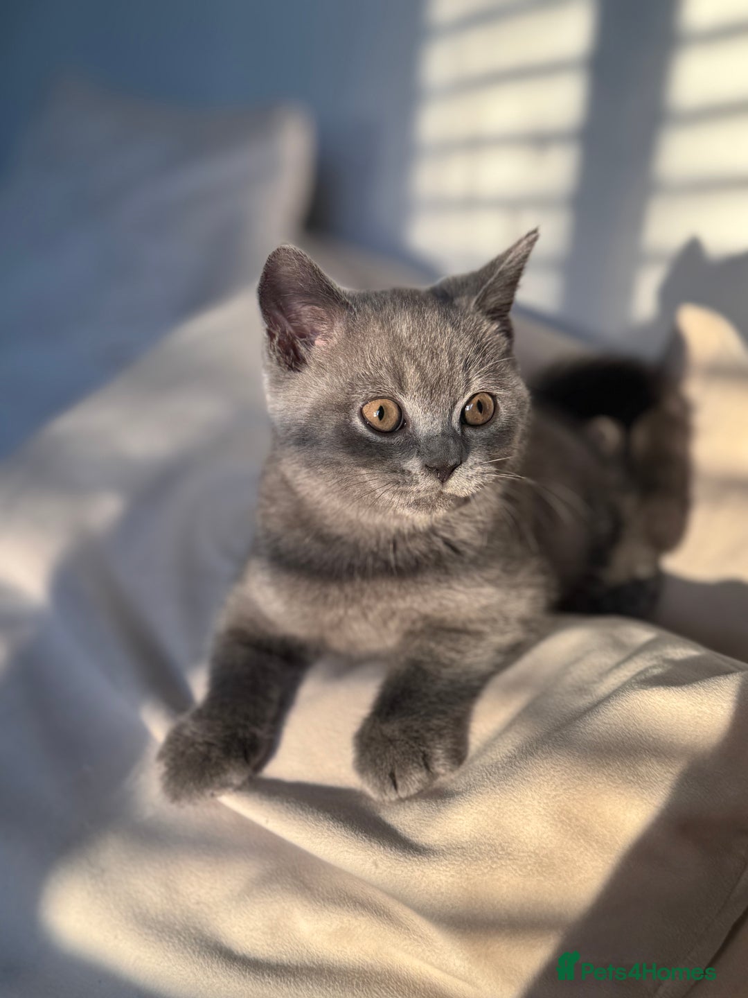 British Shorthair cats for sale: British Shorthair Male Kitten Grey - Image 4