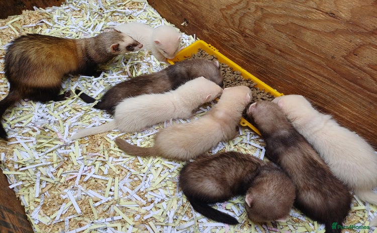 Ferret rodents - Advert 9
