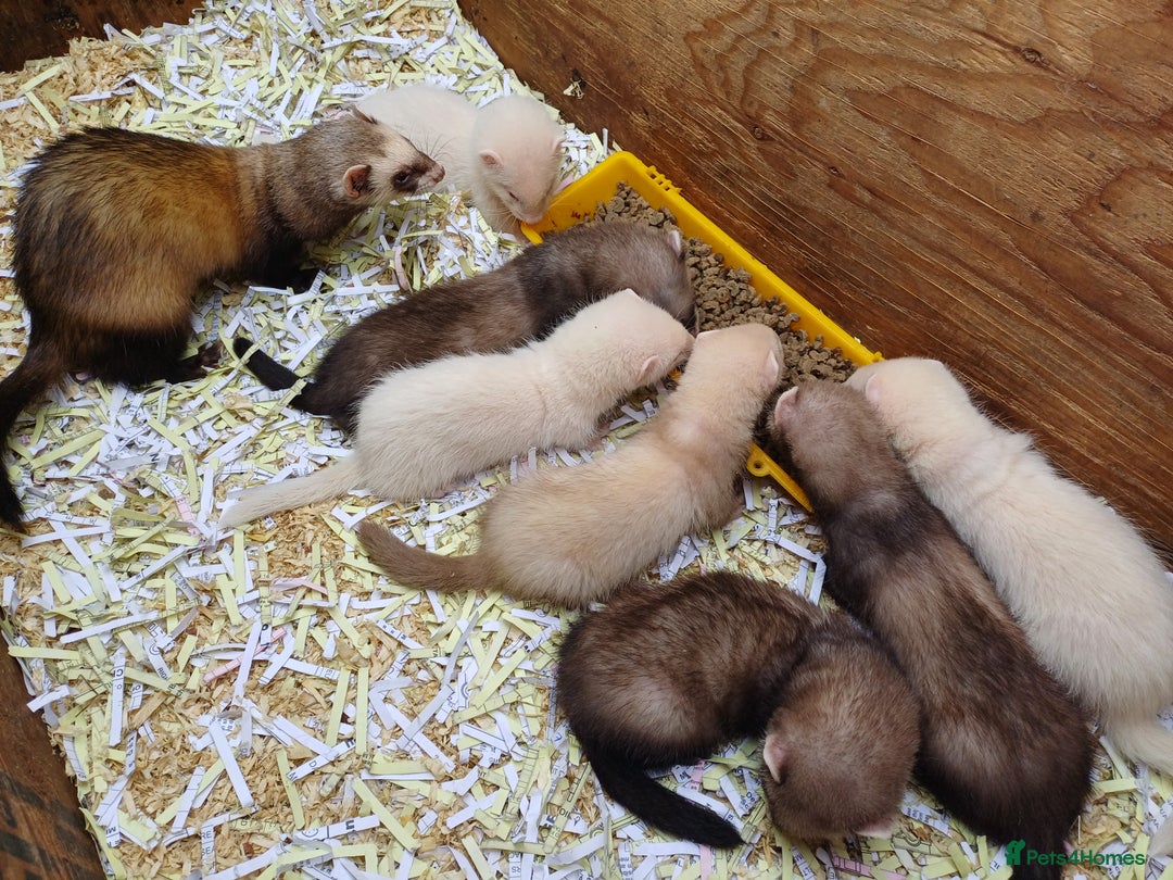Ferret rodents for sale: Ferret kits for sale - Image 1