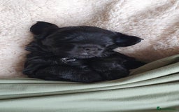 Australian Labradoodle dogs for sale: Health-tested Australian Labradoodle puppies - Image 26
