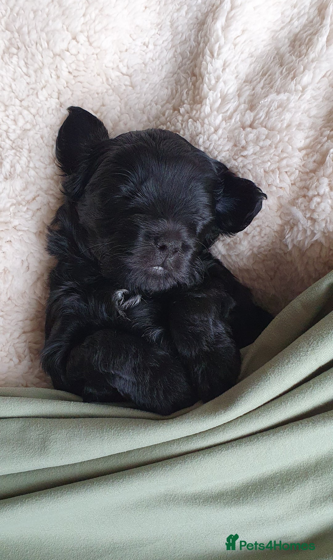 Australian Labradoodle dogs for sale: Health-tested Australian Labradoodle puppies - Image 26