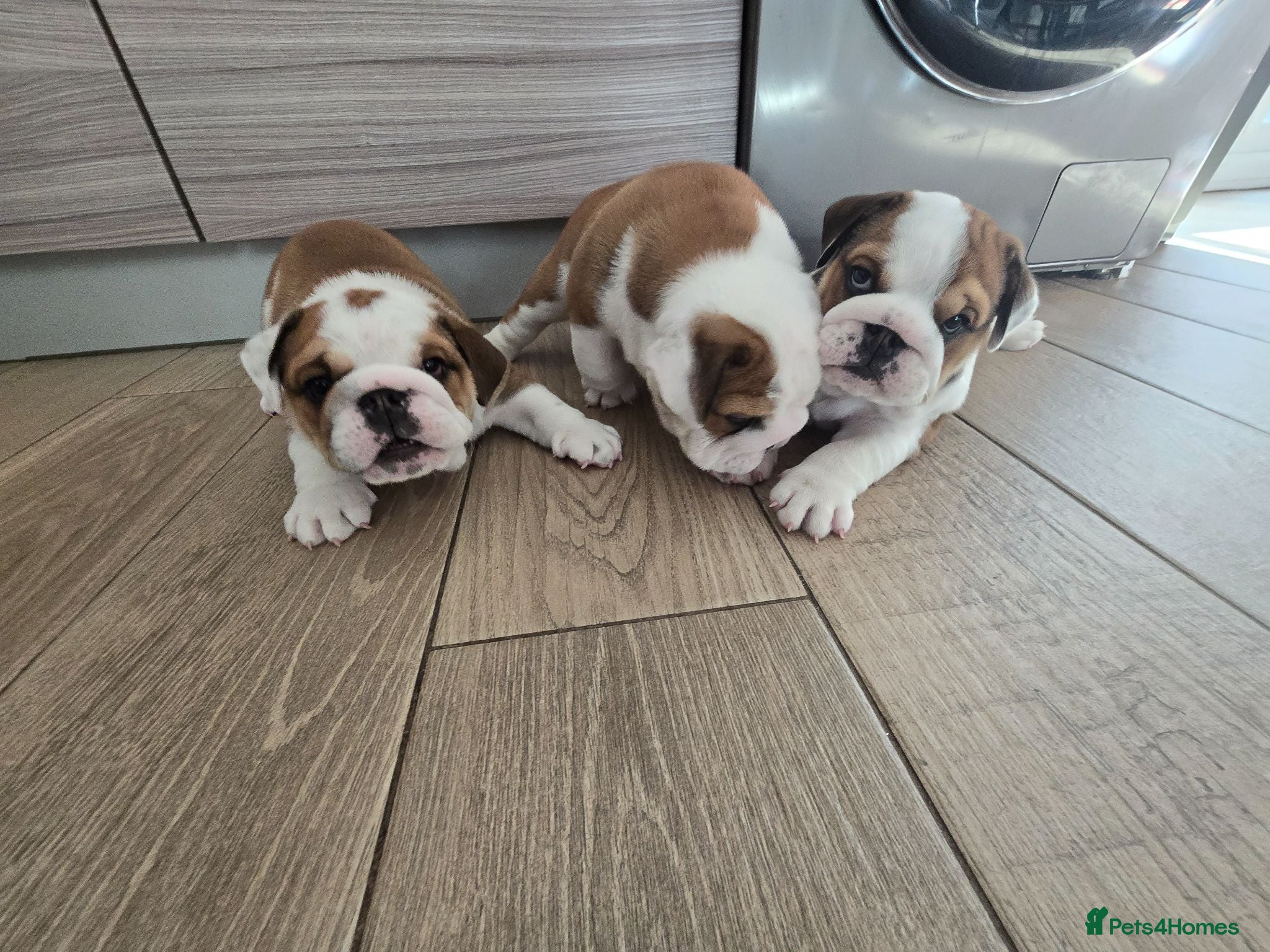 English Bulldog dogs 🐾 Beautiful KC Reg English Bulldog Puppies 🐶 - Advert 1
