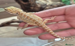 Bearded Dragon reptiles for sale: Baby bearded dragons - Image 1