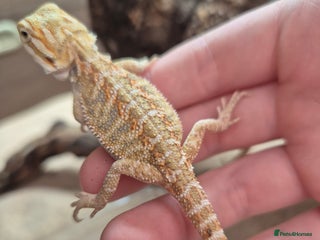 Bearded Dragon reptiles - Advert 19