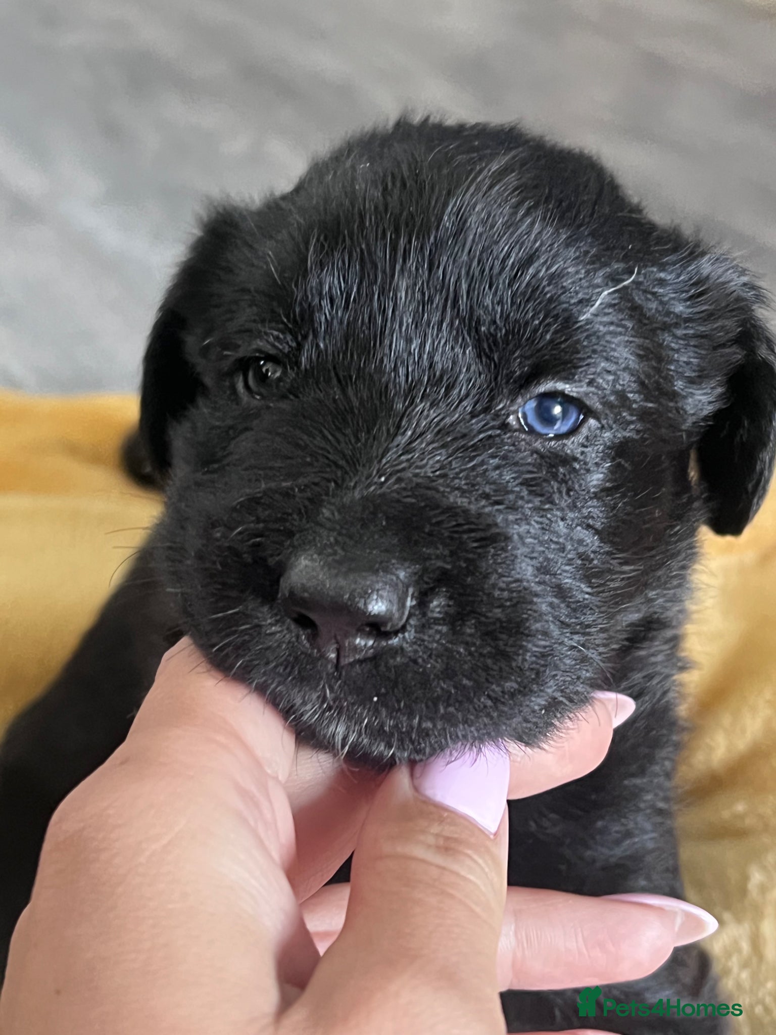 Mixed Breed dogs Lab mixed with Black Russian terrier  - Advert 18