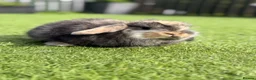 Mini Lop rabbits for sale: MINI LOP BABIES  in Airdrie - Advert 4