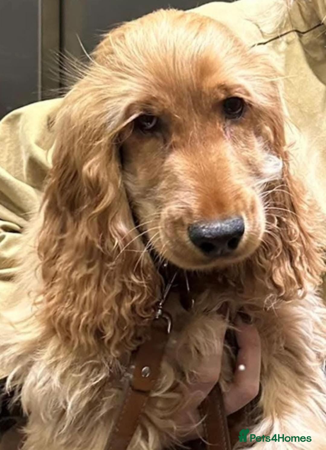 Cocker Spaniel dogs for sale: Gorgeous show cocker spaniel puppies for sale  - Image 11