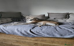 Greyhound dogs for sale: Greyhound  - Image 3