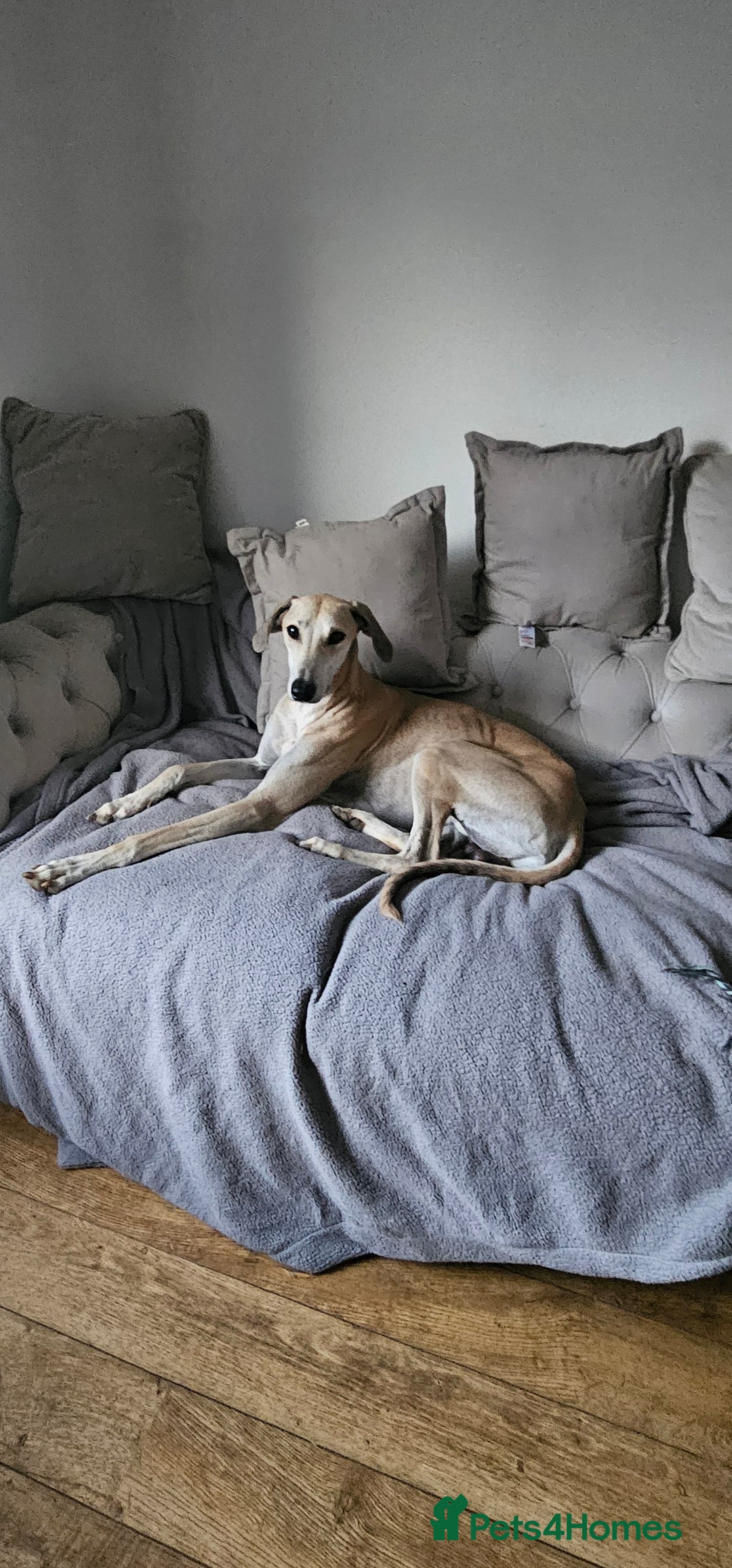 Greyhound dogs for sale: Greyhound  - Image 3