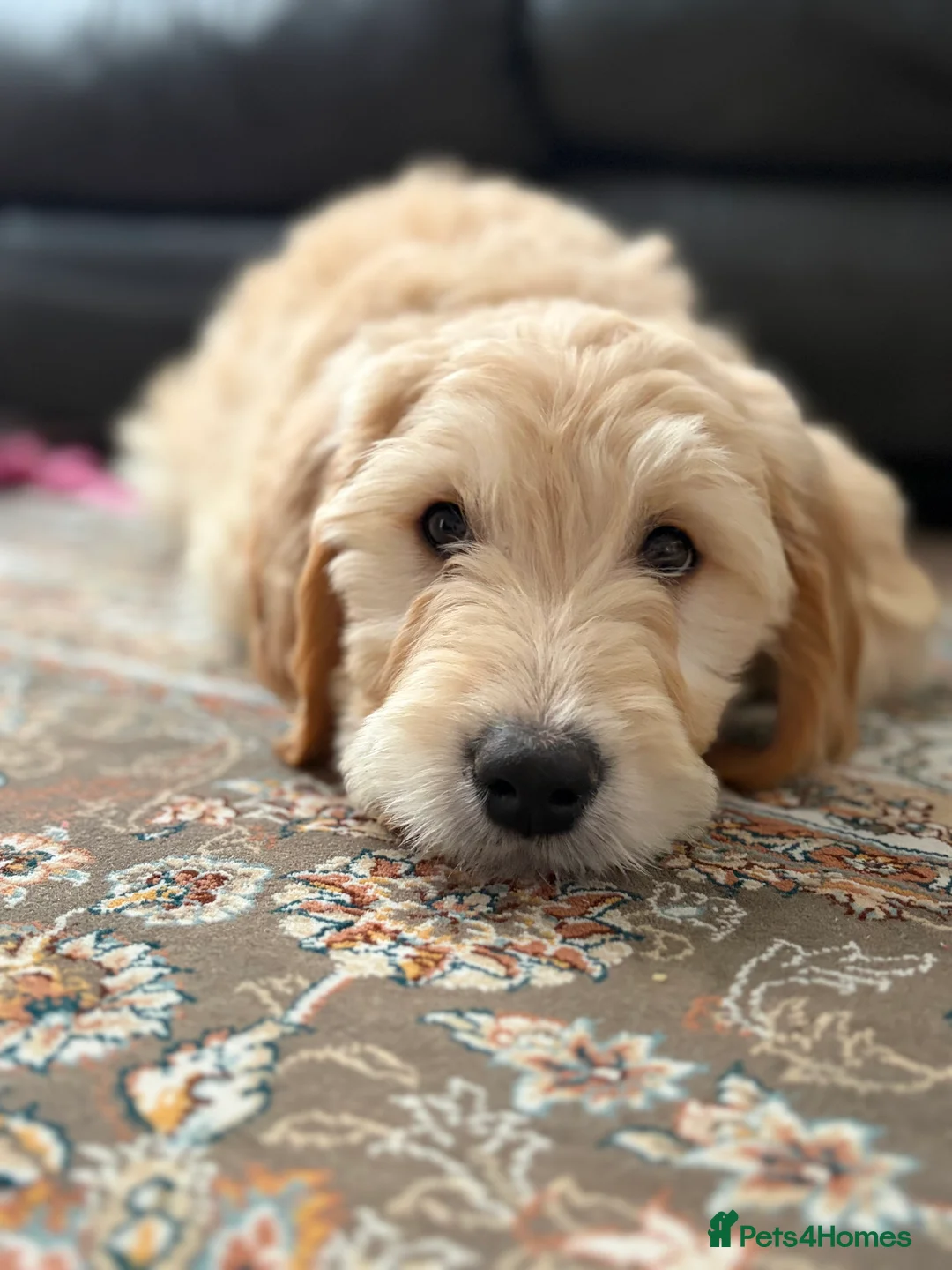 Golden Retriever dogs for sale: Golden Retriever Puppy – 9 Weeks Old in London - Advert 7
