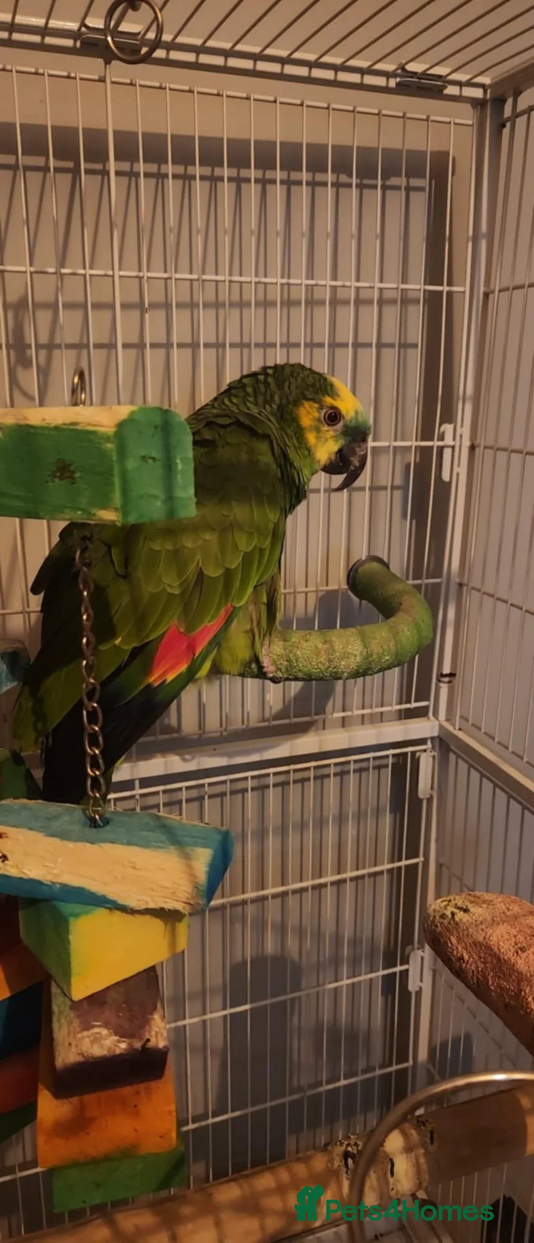 Parrots birds for sale: Blue fronted Amazon - Advert 1